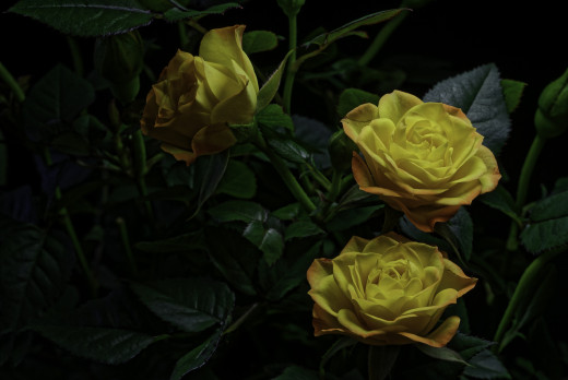 1020332 (a): :2048x1367